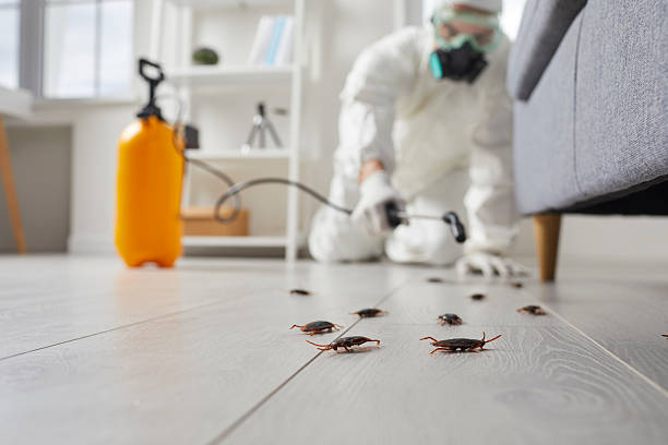 Trusted Cockroach Control service in Knoxville, IL - Nex Pest Control