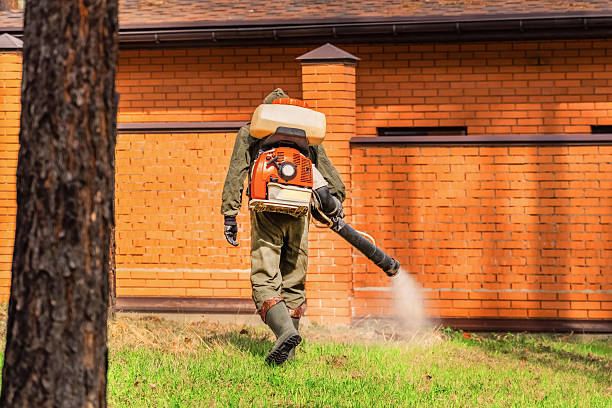 Trusted Ant Control service in Knoxville, IL - Nex Pest Control